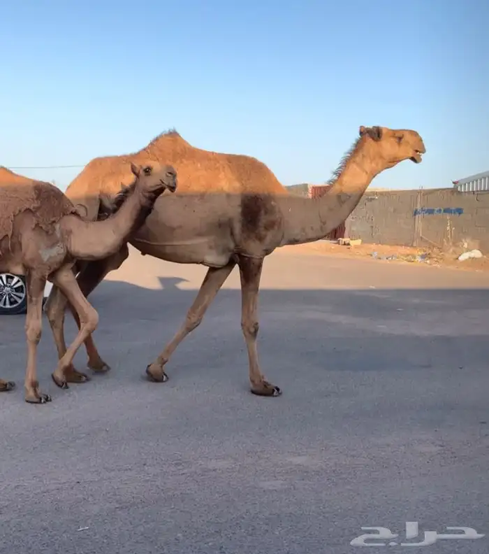 عشراء معه بكره تم البيع 0