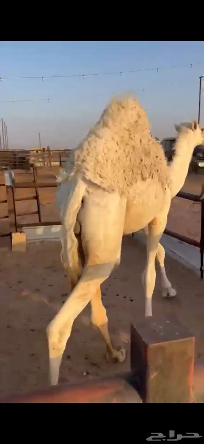 حشو مفاريد كايفة 3