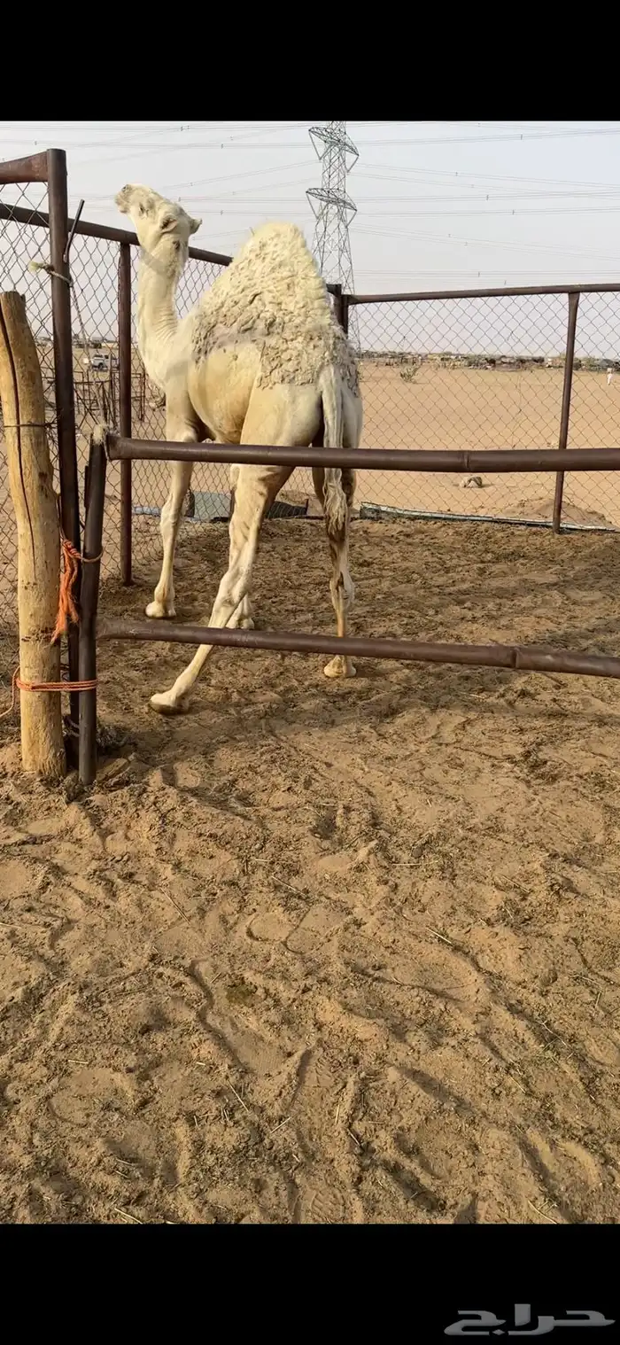 قعود كفووو مغلق للبيع رقم الجوآل 2