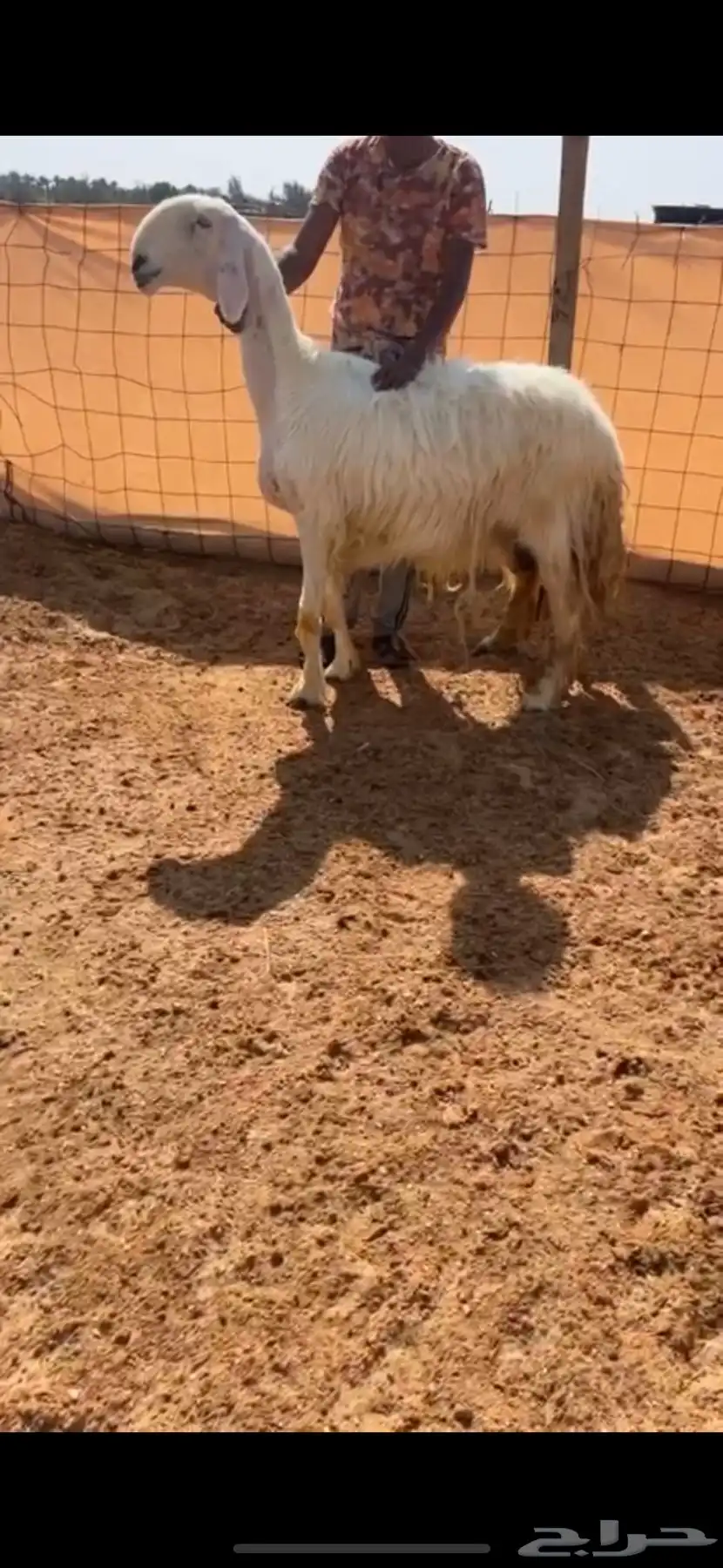 شاه عيسيه نادره 0