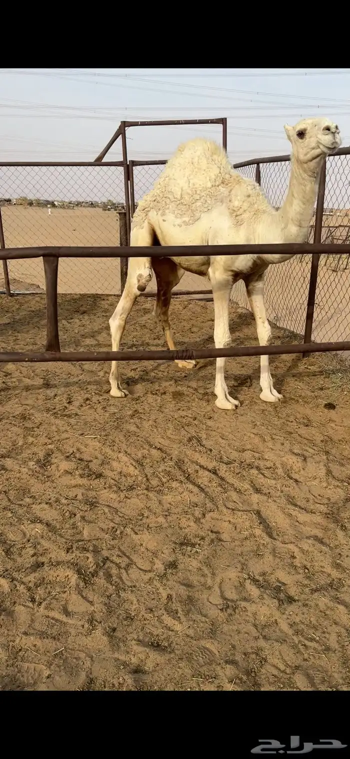 قعود كفووو مغلق للبيع رقم الجوآل 1