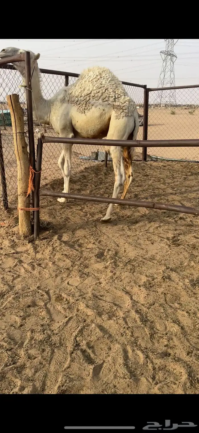 قعود كفووو مغلق للبيع رقم الجوآل 0