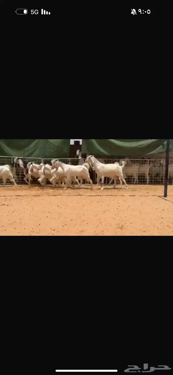 عرض معزاء 0