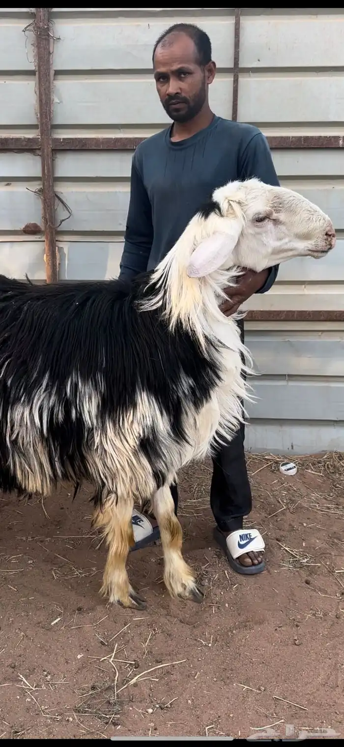 فحل نجدي مشروط 1