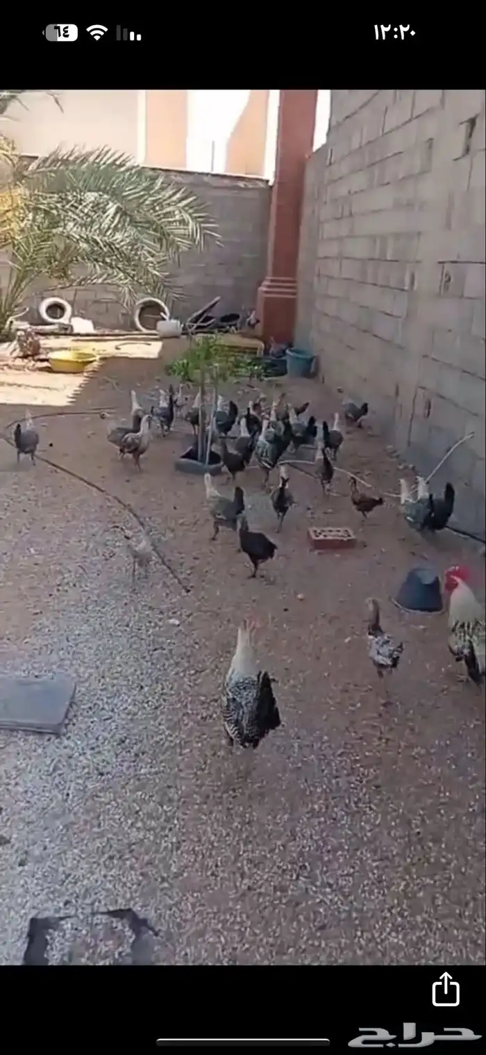 دجاج 1