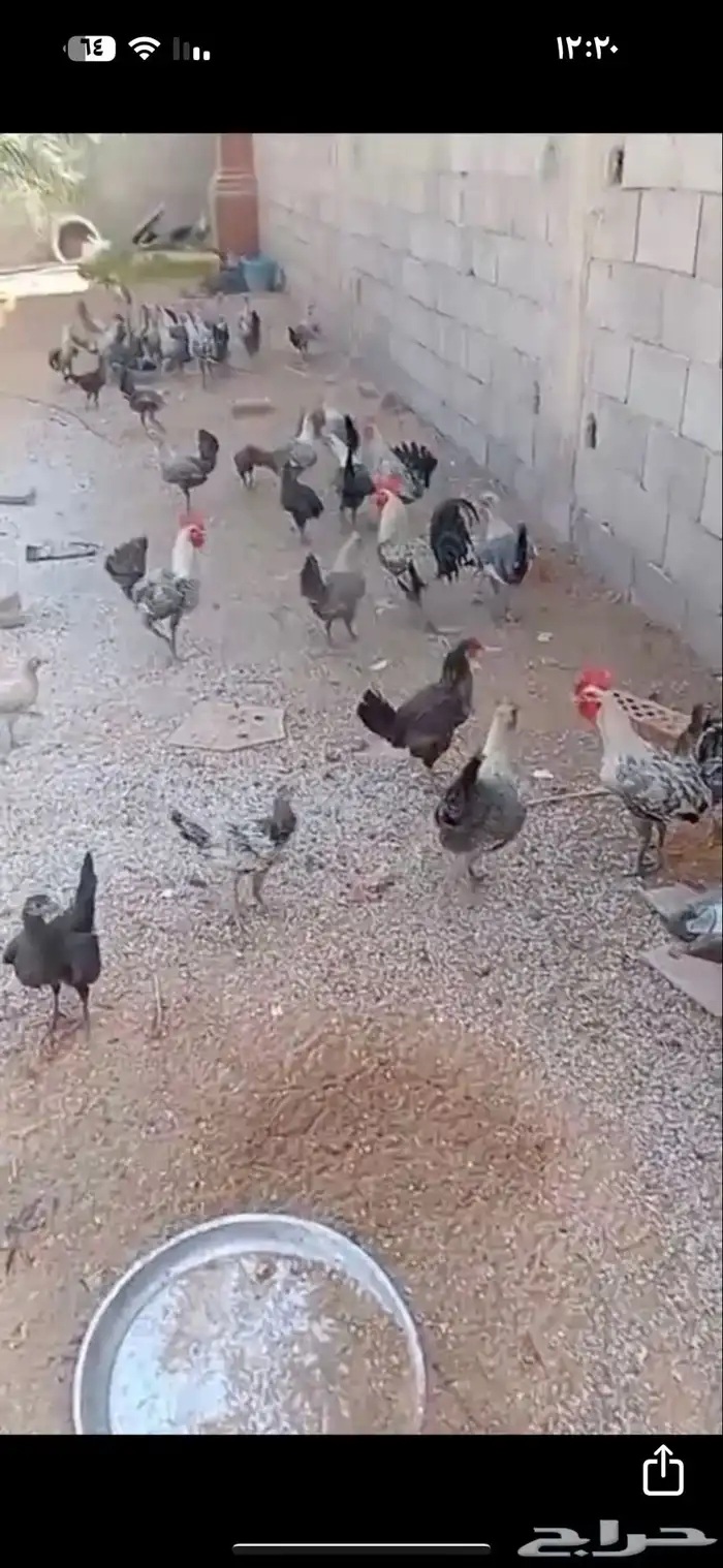 دجاج 0