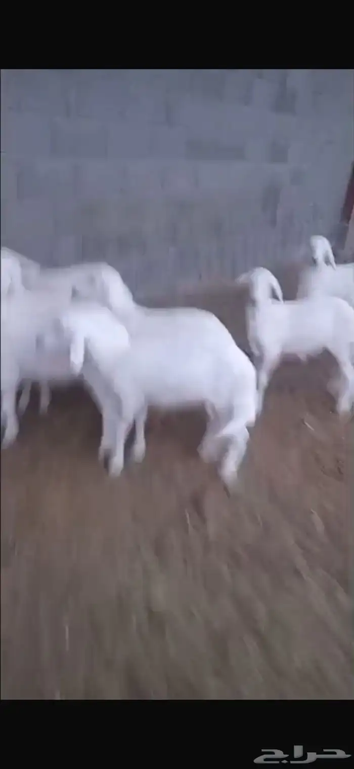 خرفان ورخال 3