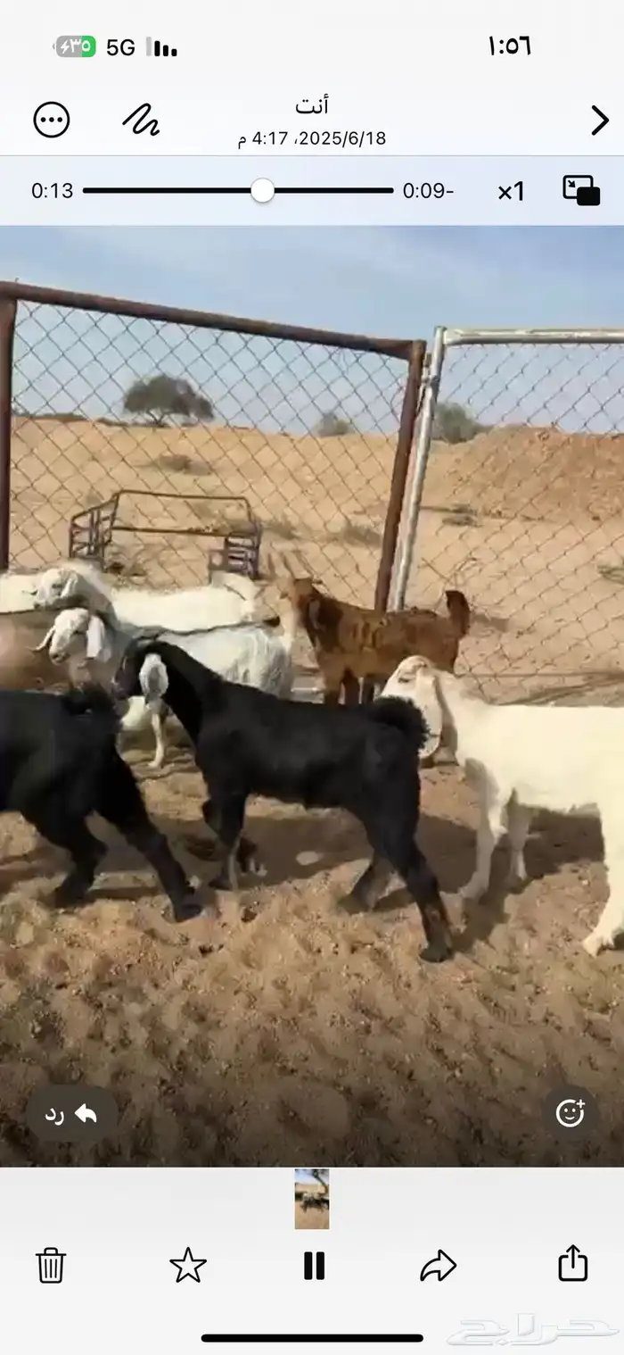 15 تيس و 4 عنقان 0