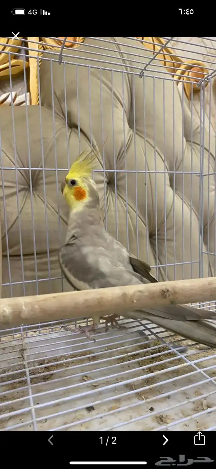 جوز كروان منتج شرط تم البيع 1