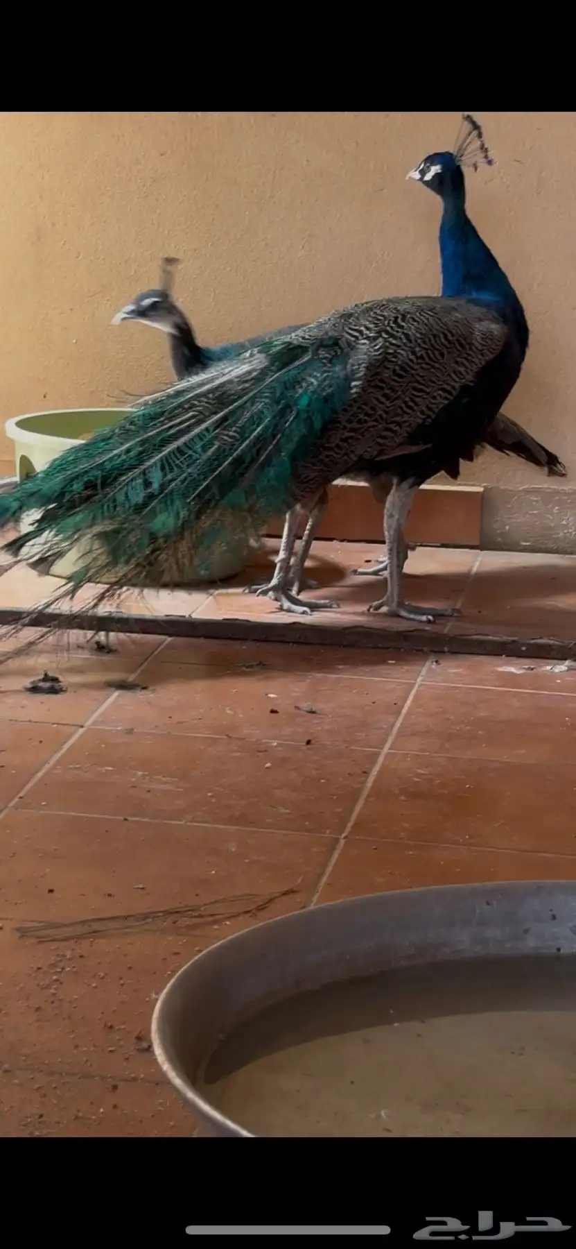 طاووس 0