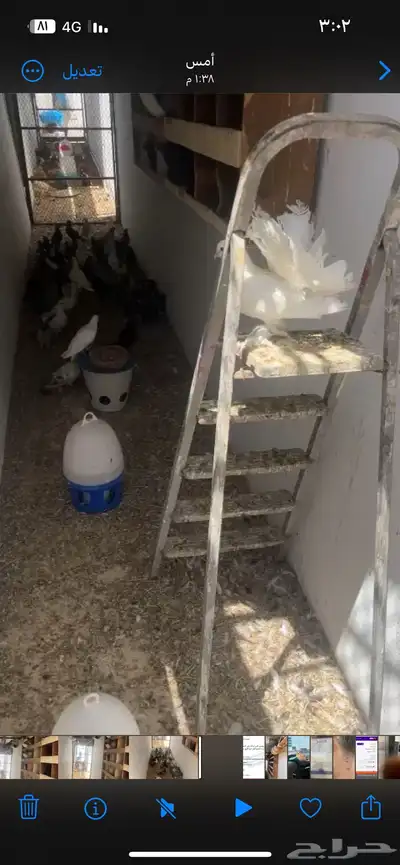 حمام 3