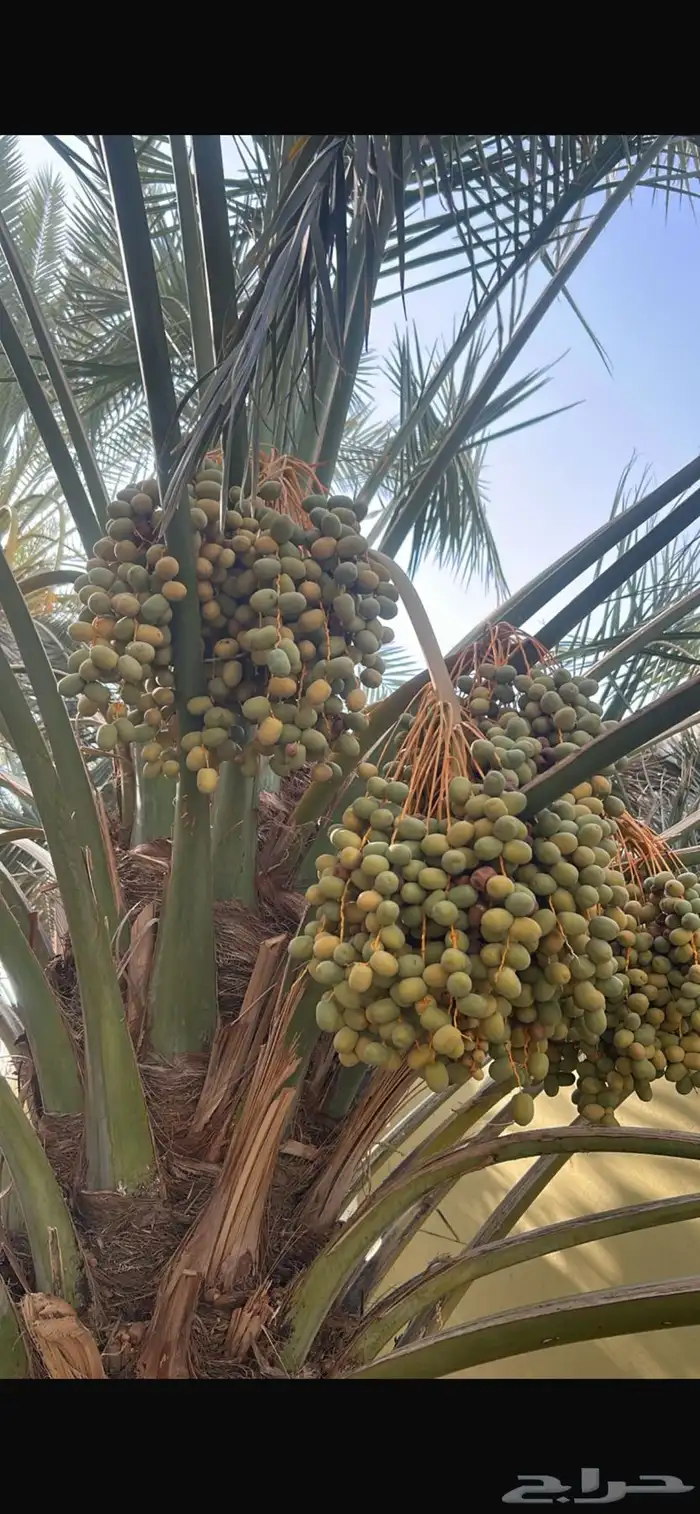 تمر برني   ش كل ( من نخيل مختلفه عددها تقريب ا 25 نخلة ) 10