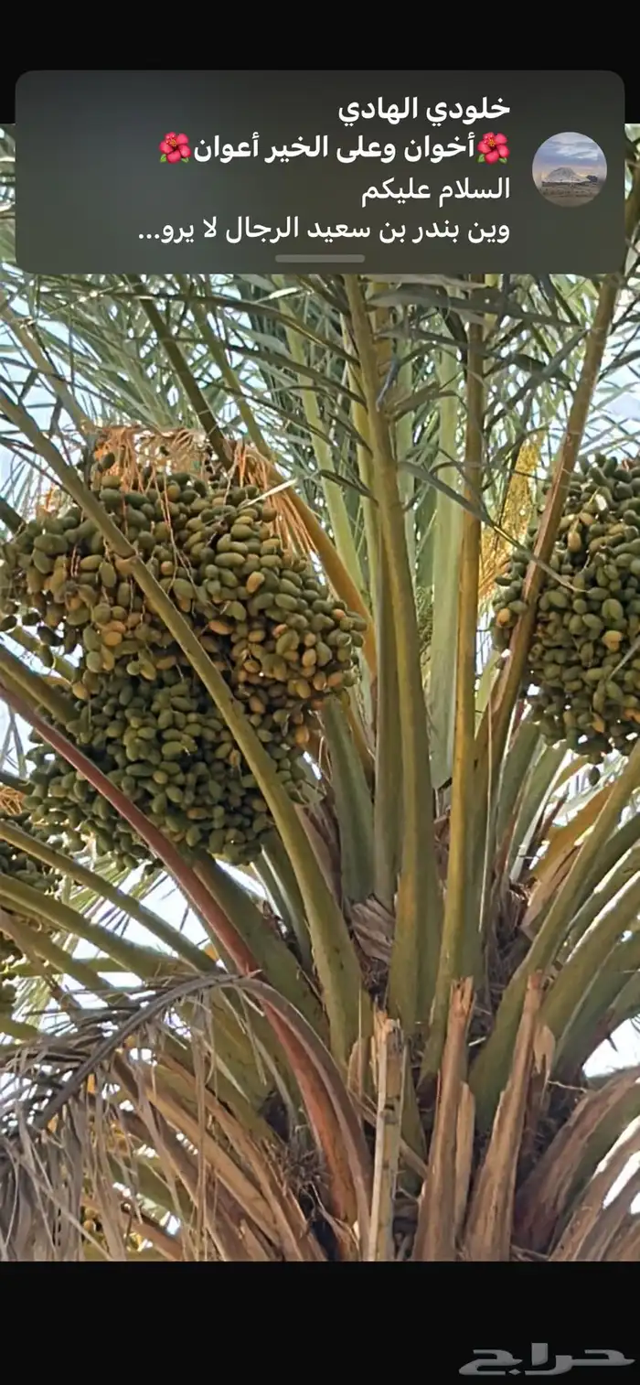 تمر برني   ش كل ( من نخيل مختلفه عددها تقريب ا 25 نخلة ) 3