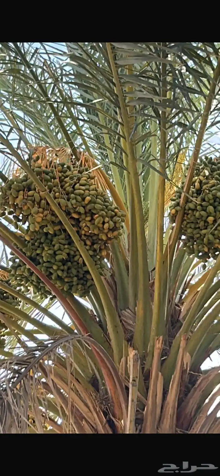 تمر برني   ش كل ( من نخيل مختلفه عددها تقريب ا 25 نخلة ) 4