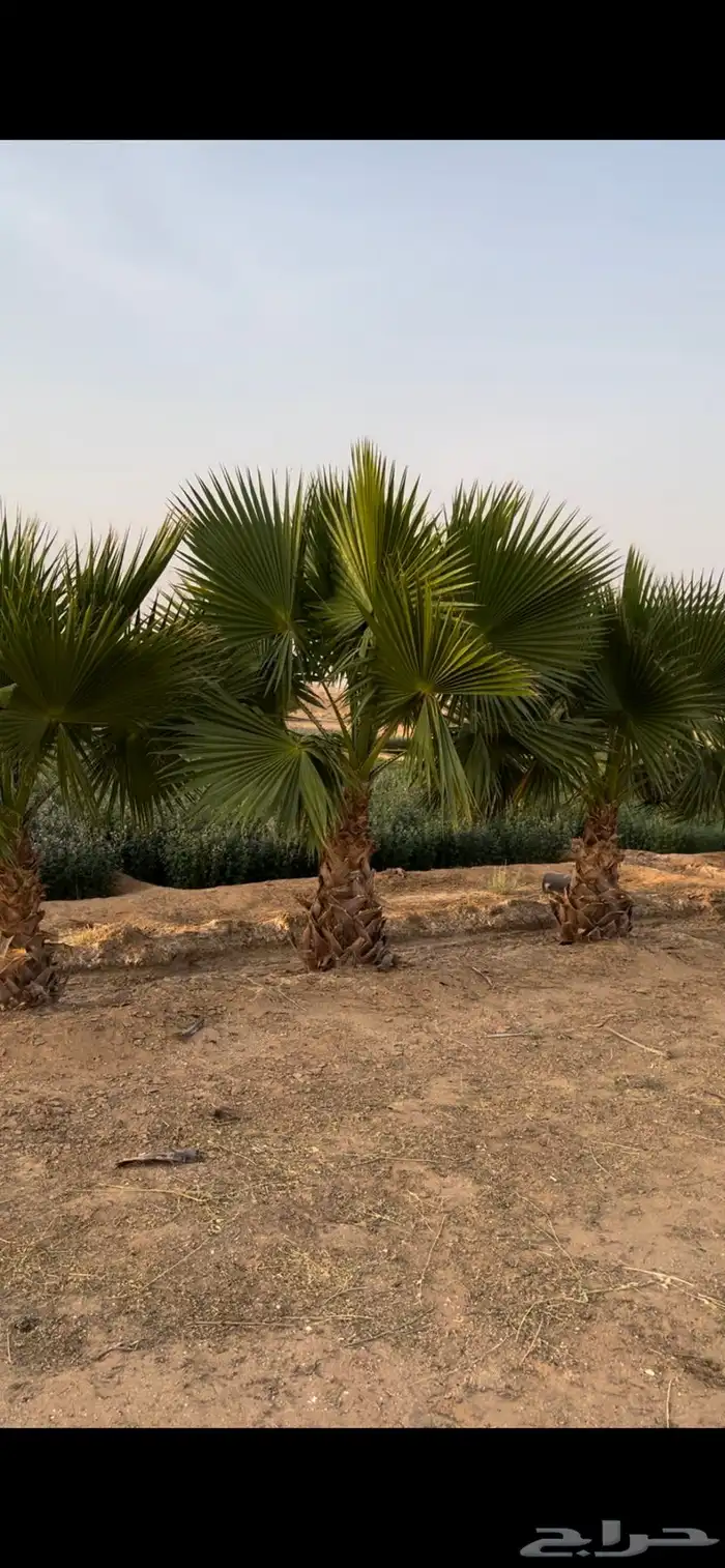 نخل واشنطني 0