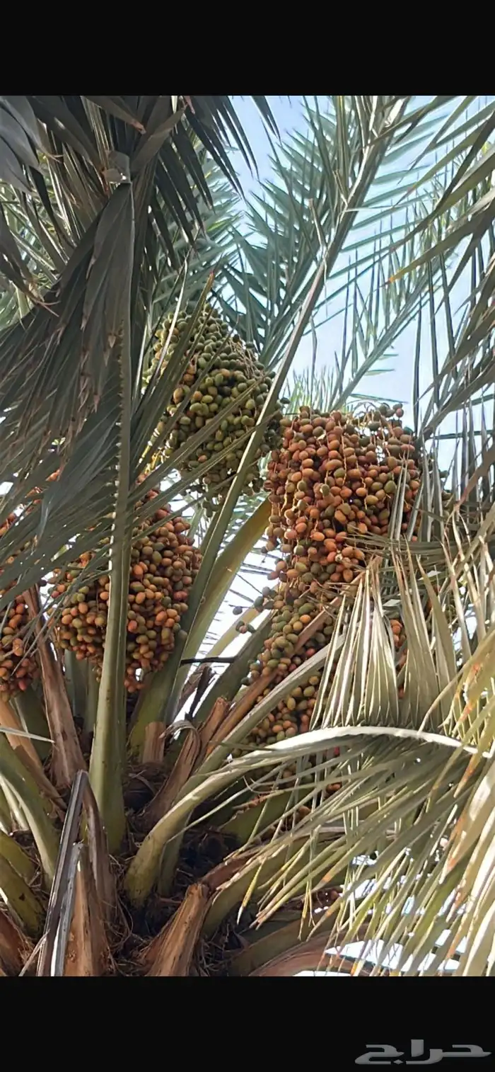 تمر برني   ش كل ( من نخيل مختلفه عددها تقريب ا 25 نخلة ) 2