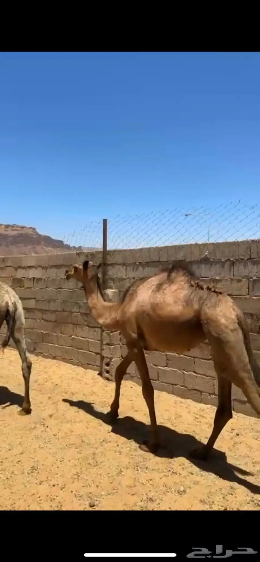 حشو للبيع 2