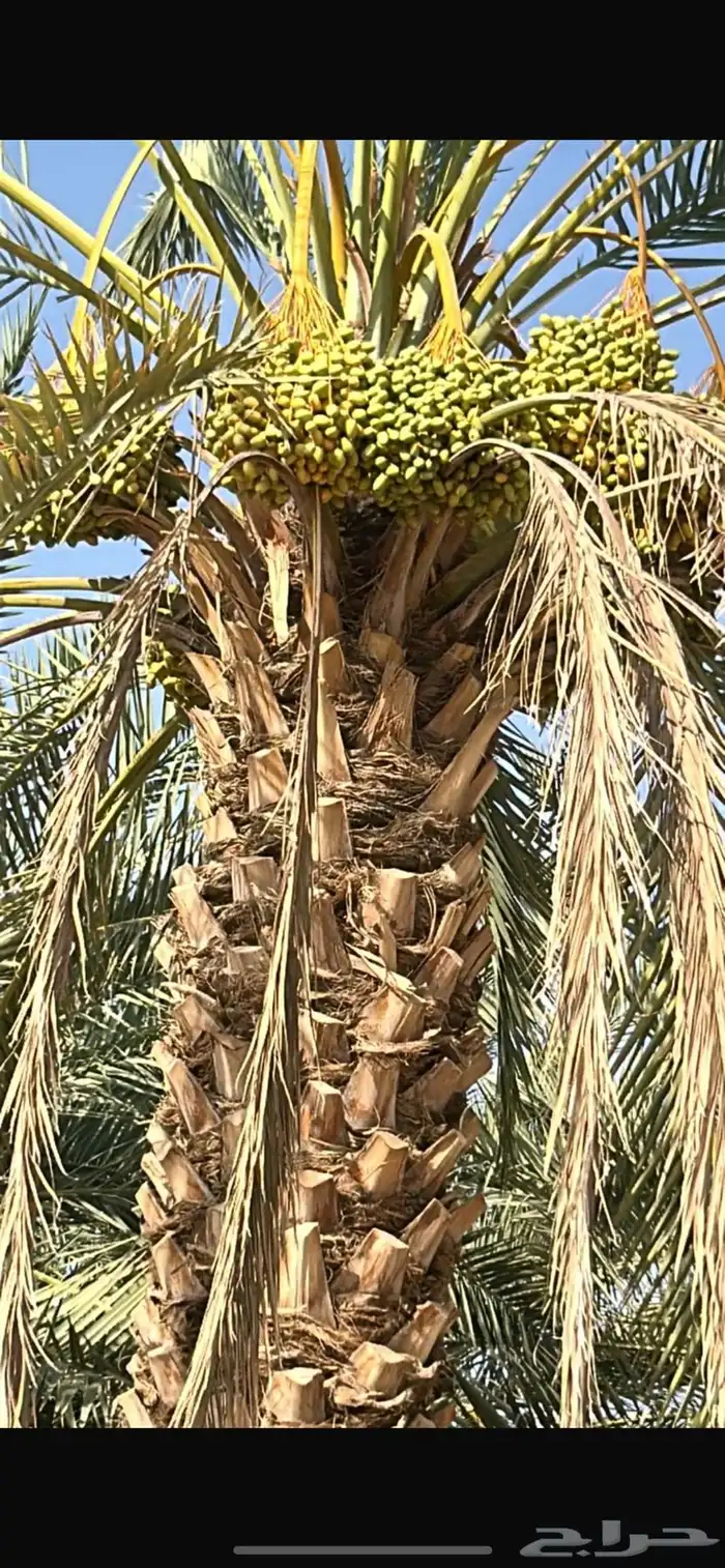 تمر برني   ش كل ( من نخيل مختلفه عددها تقريب ا 25 نخلة ) 0