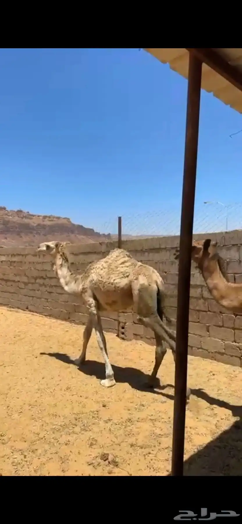 حشو للبيع 1