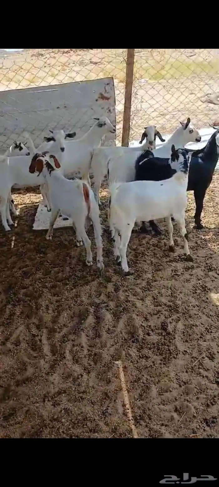 تيوس بيشيات.. وجفار مقاني 4