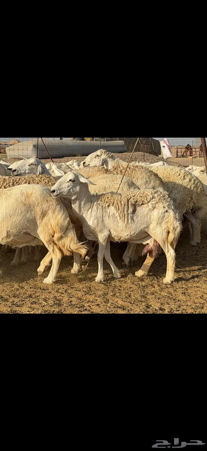 مراح حريات حرش طيبه 106 معها 45 بينها 4 فحول 6