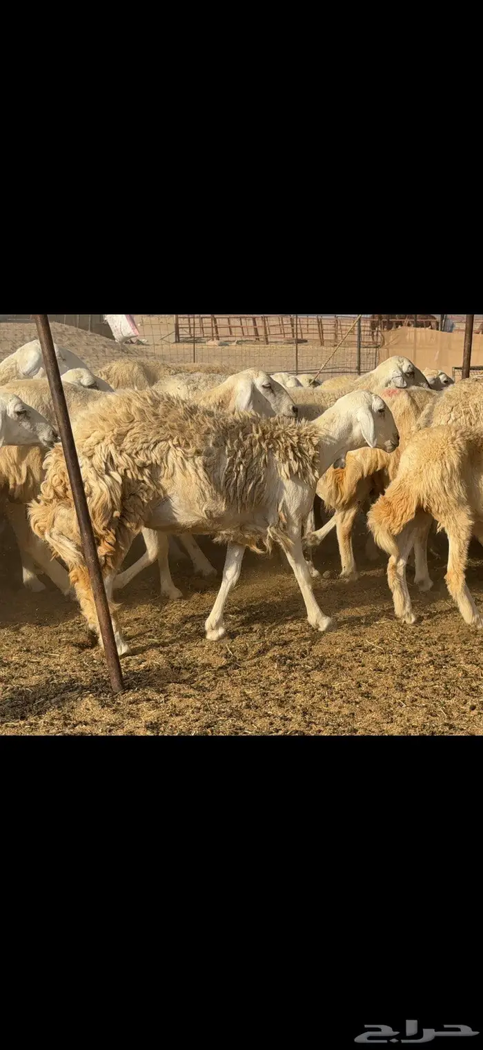 مراح حريات حرش طيبه 106 معها 45 بينها 4 فحول 4