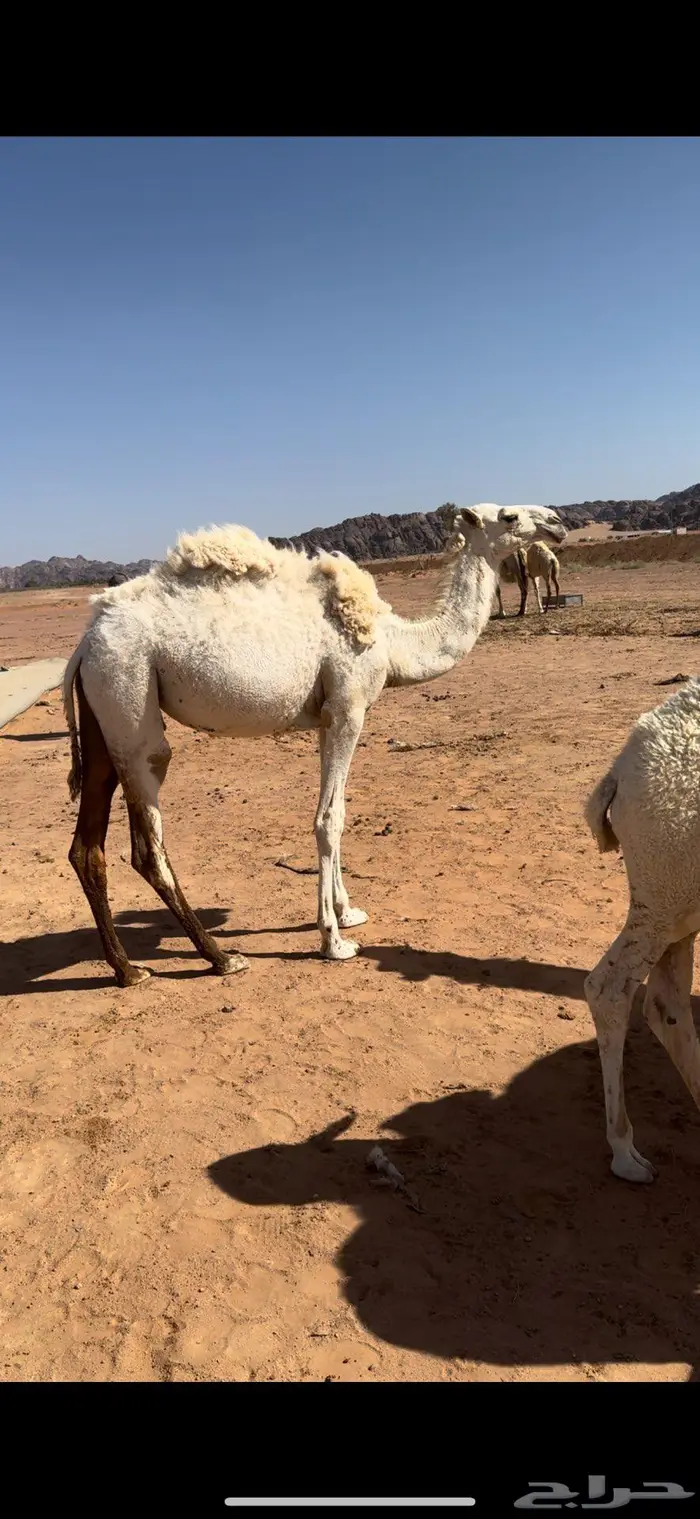 بكره مفروده بريه 0