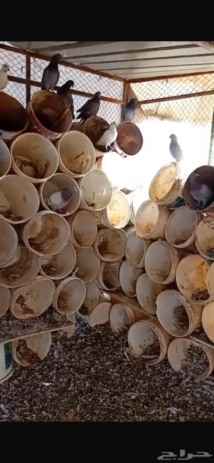 عشة حمام سطول وحديد قوي 2