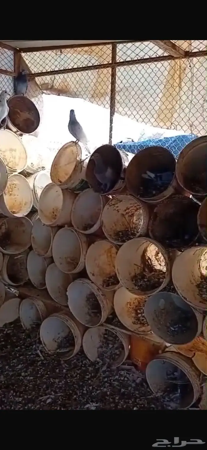 عشة حمام سطول وحديد قوي 1