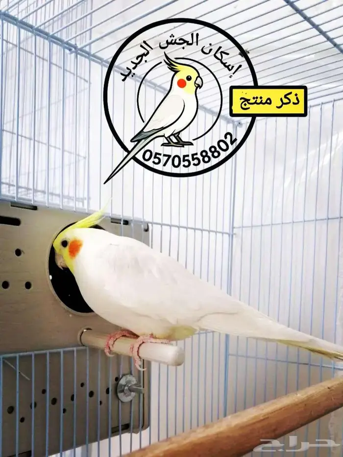 ذكرين كوكتيل منتجين 0