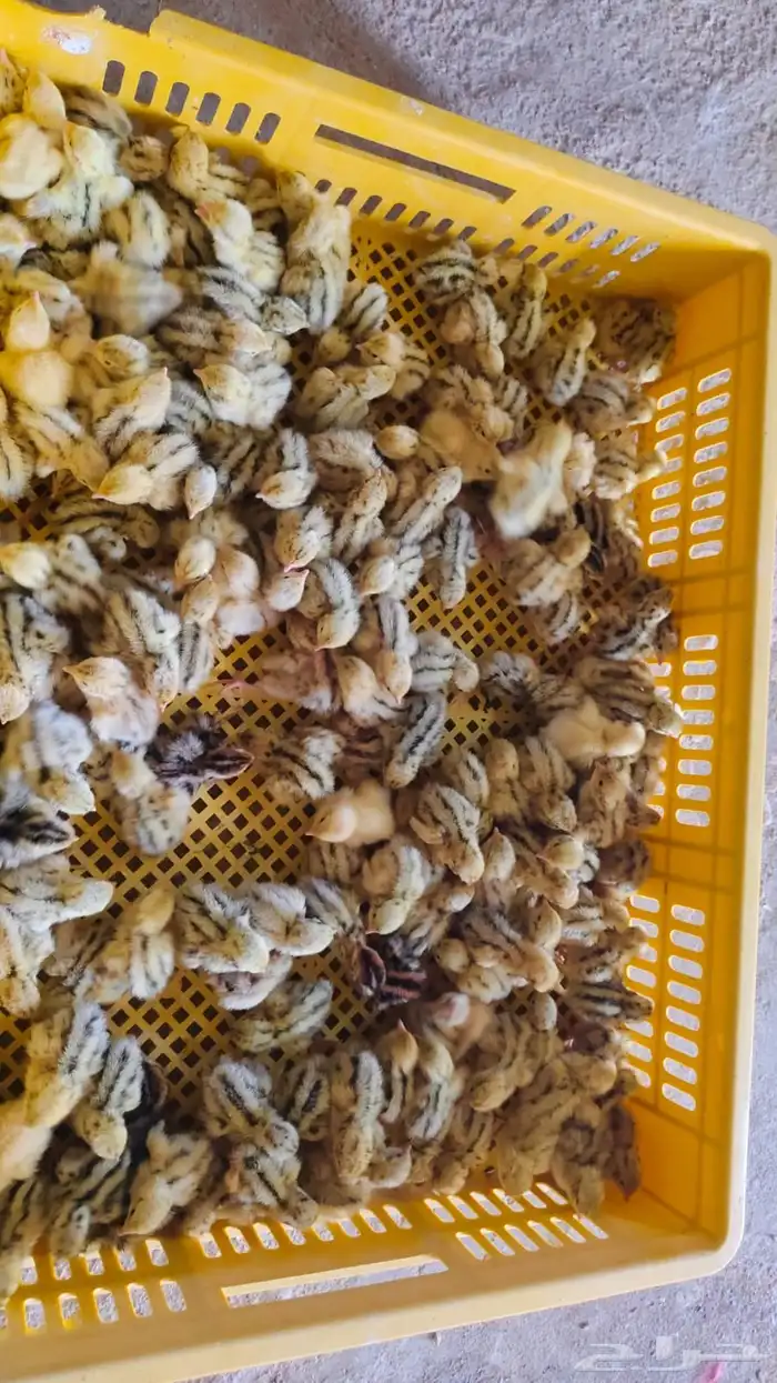 صيصان سمان العمر من اسبوع إلى 3 أسابيع 0