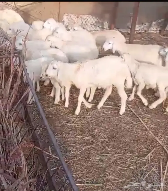 طليان بالقنفذه 1