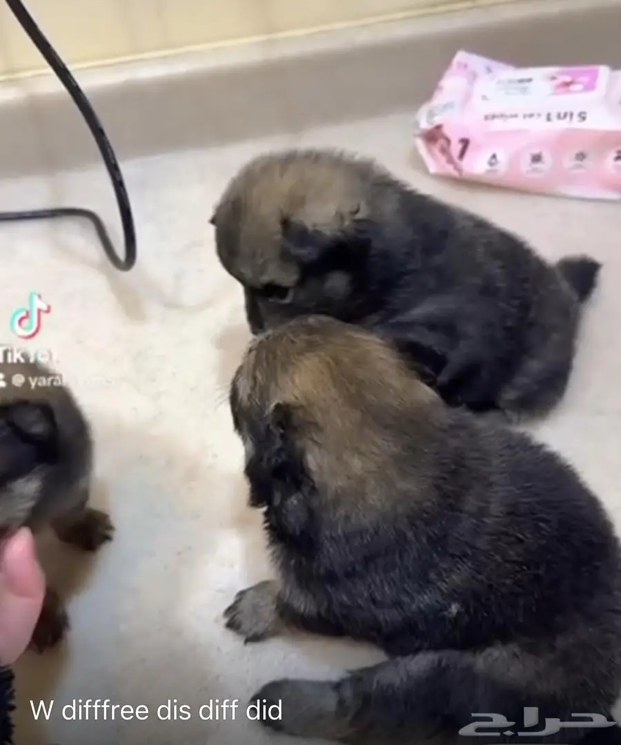 Pomeranian bear type 0