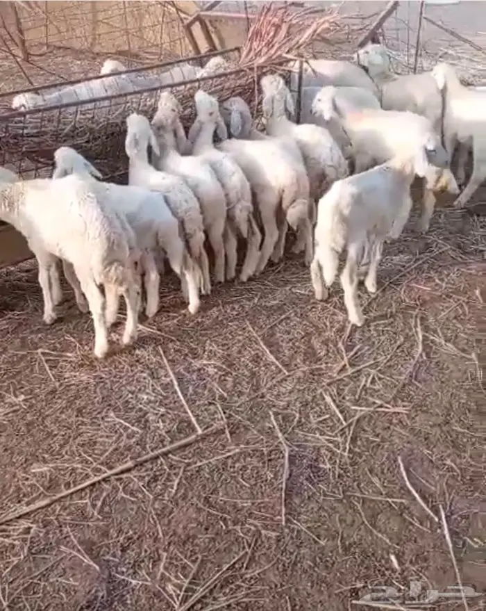 طليان بالقنفذه 5