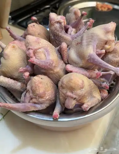 زغاليل حمام للبيع تواصل خاص 0