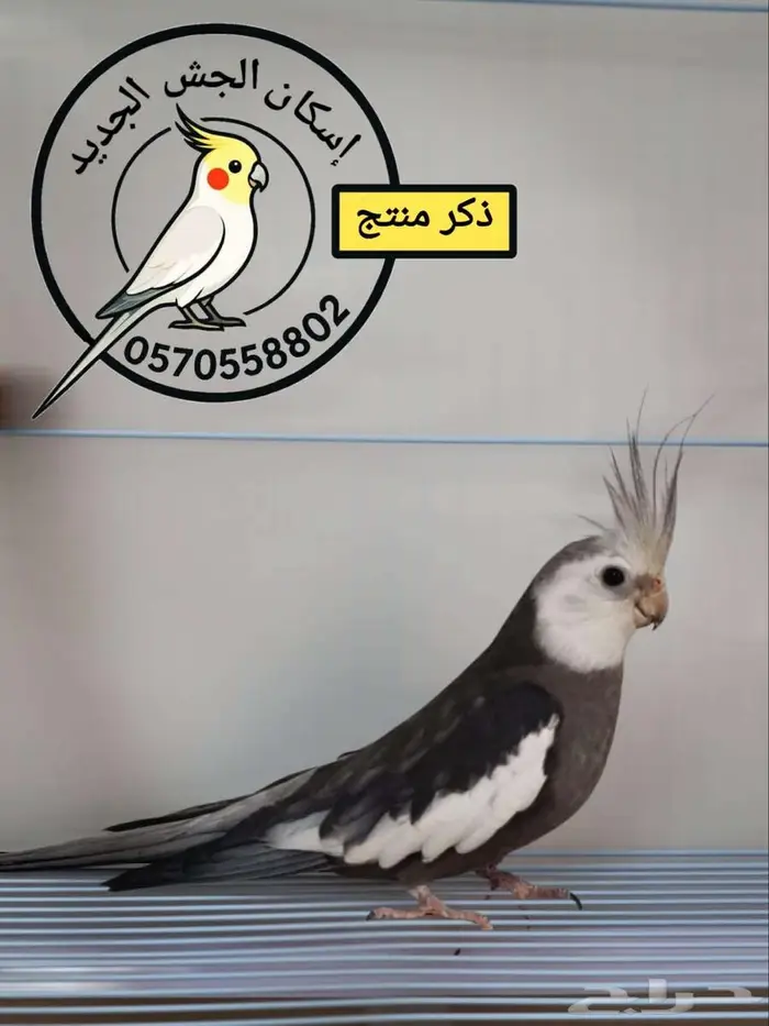 ذكرين كوكتيل منتجين 1