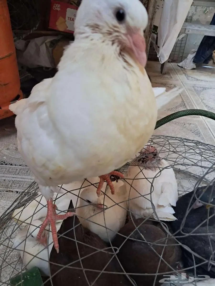حمام فرنسي جامبو 1