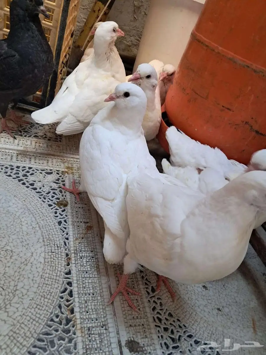 حمام فرنسي جامبو 0