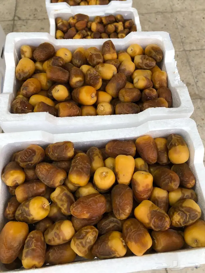 رطب ربيعة 1