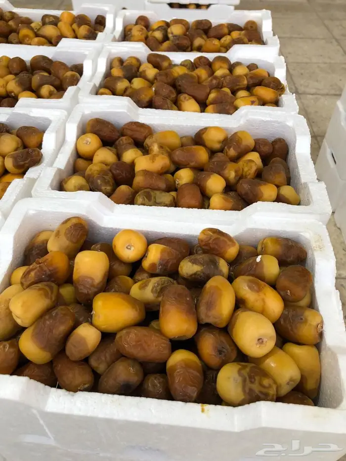 رطب ربيعة 0