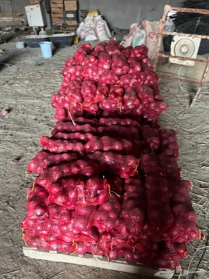 بصل للبيع أمركي 3