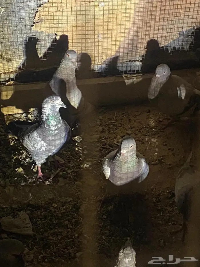 ددسن 82 للبيع و 2 مكاين ديزل وماطور بنزين قوتها 8500 1