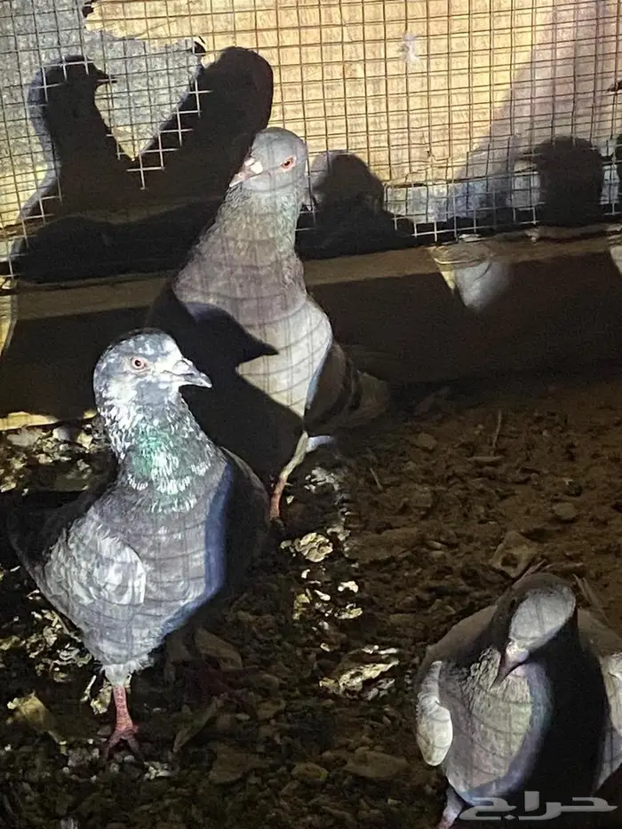 ددسن 82 للبيع و 2 مكاين ديزل وماطور بنزين قوتها 8500 0