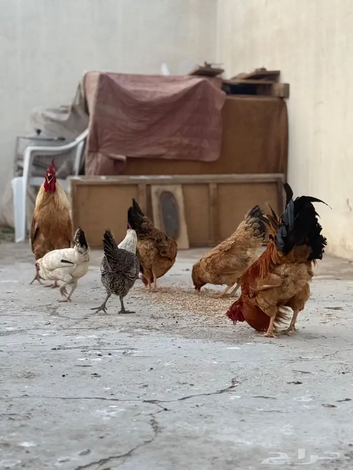 للبيع دجاج بلدي وارانب ( تم البيع) 10