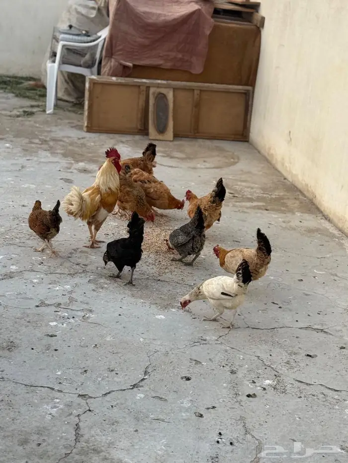 للبيع دجاج بلدي وارانب ( تم البيع) 1