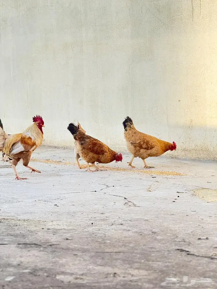 للبيع دجاج بلدي وارانب ( تم البيع) 9