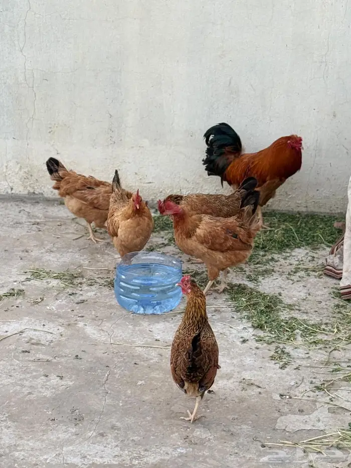 للبيع دجاج بلدي وارانب ( تم البيع) 7