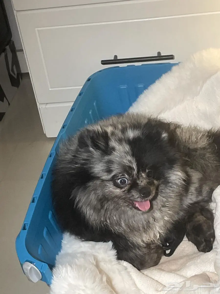 Pomeranian bear type 1