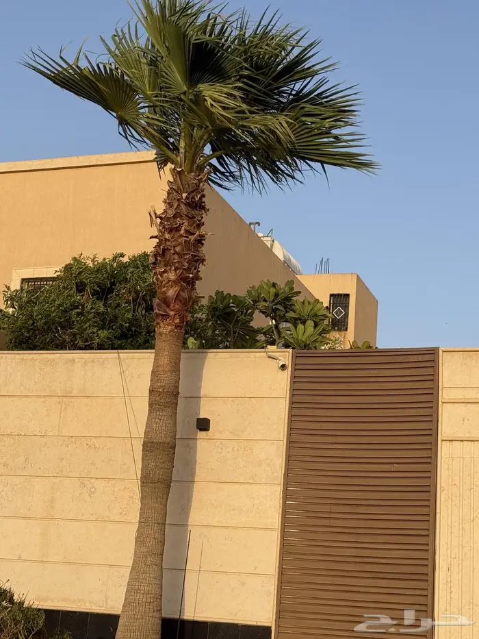 نخلتين واشنطونيا للبيع 1