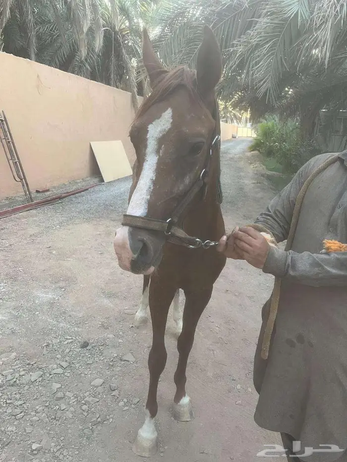 حصان للبيع في المدينة المنورة 2